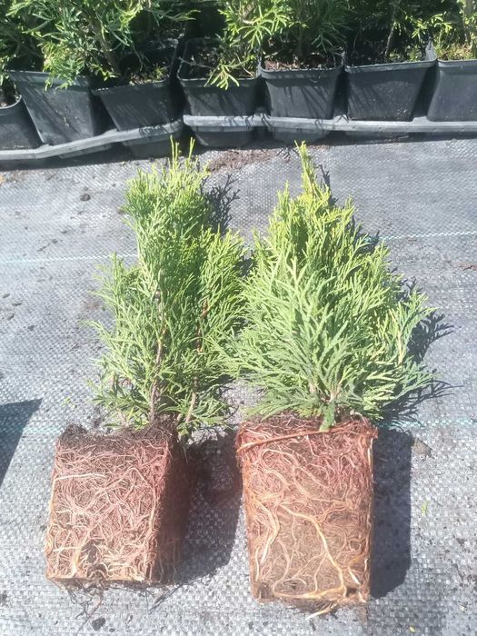 Tuia Smaragd de diferite dimensiuni 80-200cm