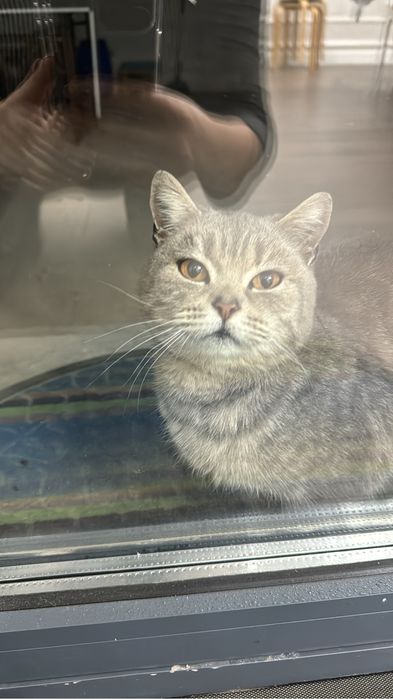 Отдадим в хорошие руки