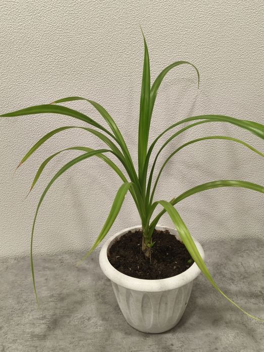 Комнатное растение - панданус. Растёт быстро!