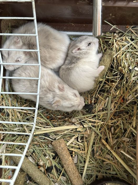 Хомяки - подсемейство грызунов семейство хомяковых