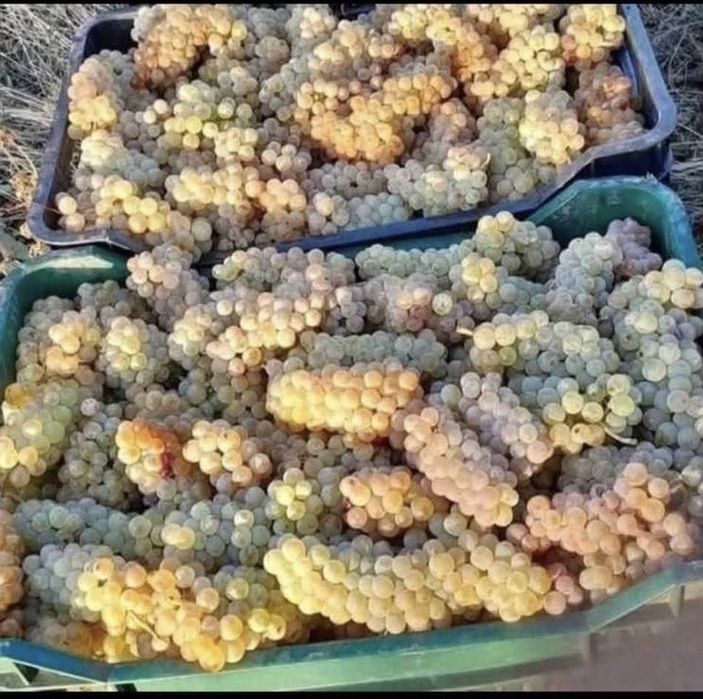 Vand steuguri de vin