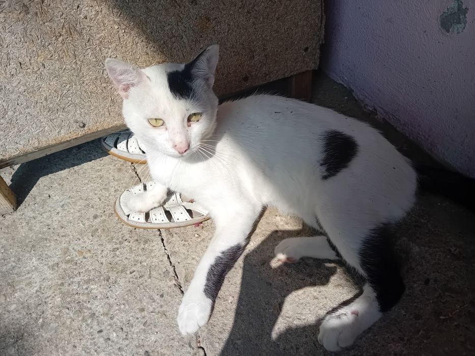 Servici pet care pentru pisici și animale mici