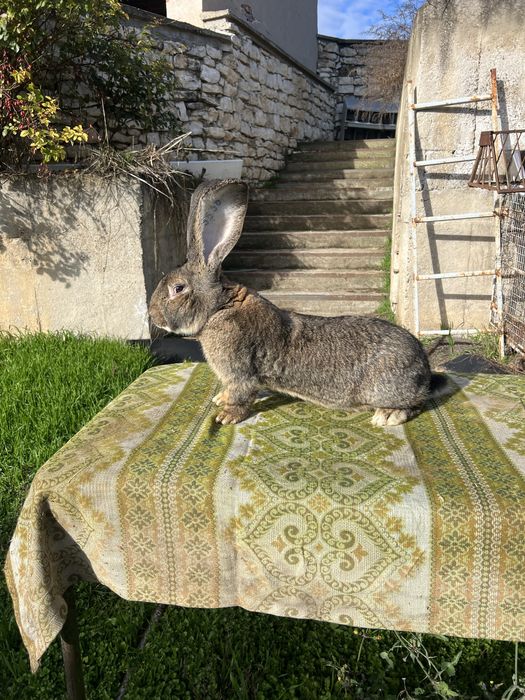 Белгийски великан