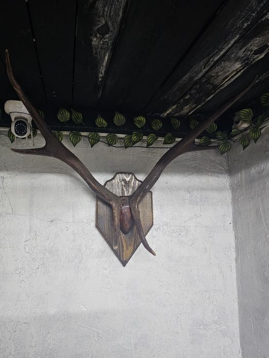 Продам рога олений