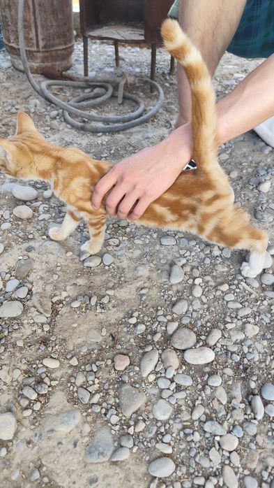 Отдаю котенка (кошечка)
