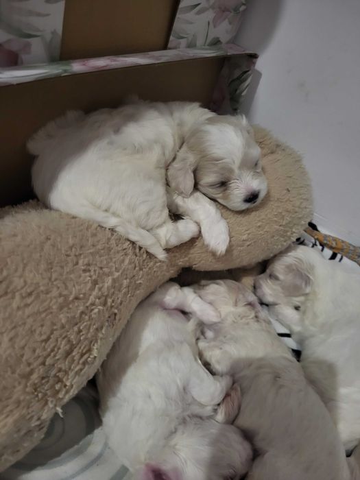 Pufoșenii mici pline de iubire