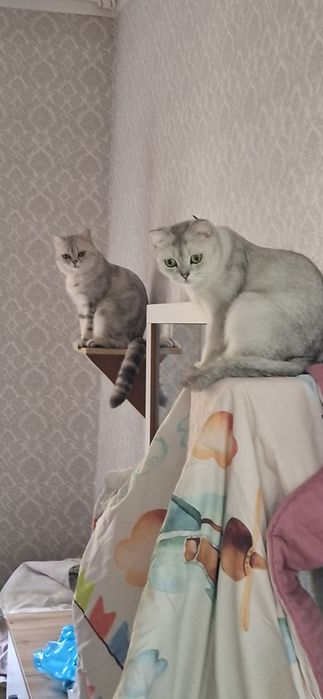 Вязка кота скотишь страйт