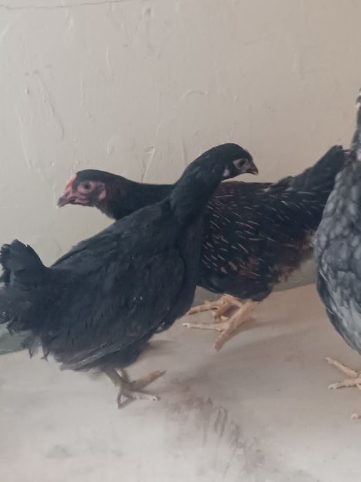 Цыплята.  балапан