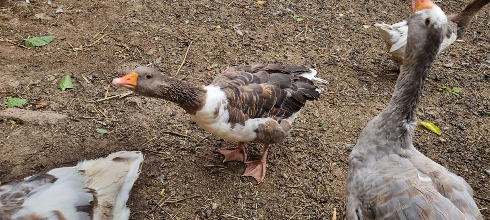Gâște crescute natural la țară