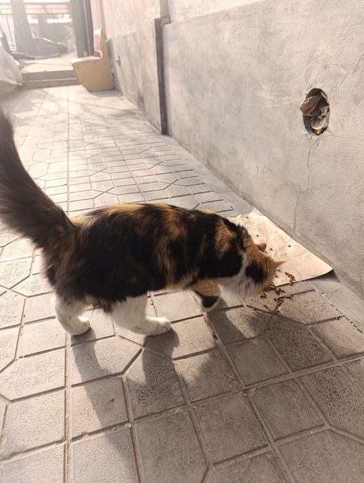 Отдам кота в хорошие руки