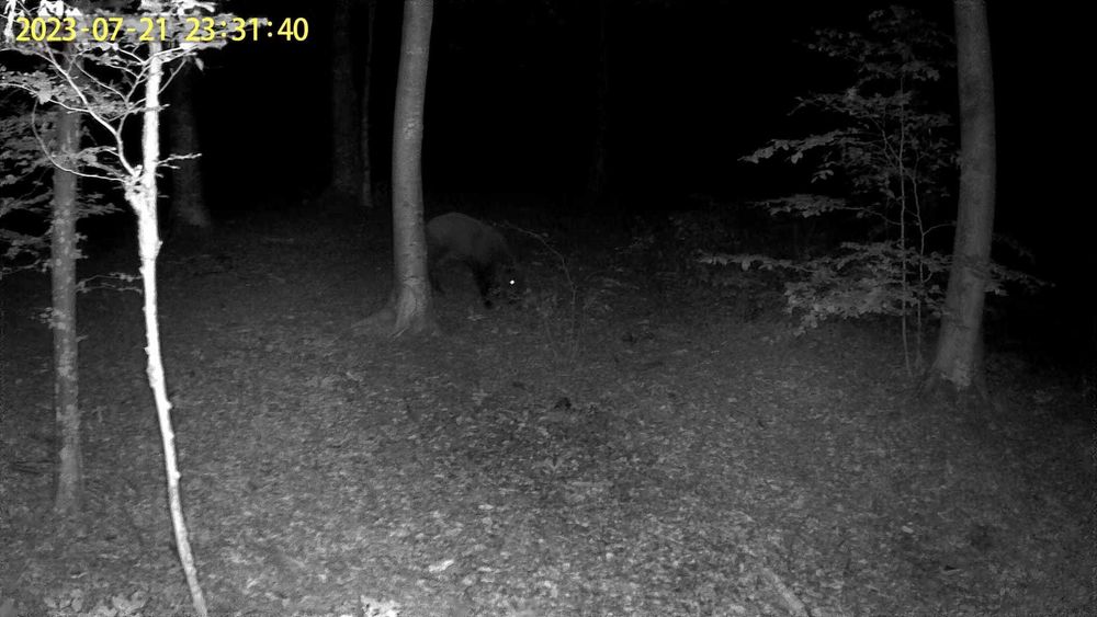 Camera vanatoare/stupi/cabana 4g live cu panou solar