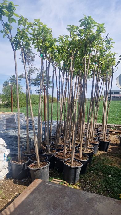 Catalpa  globular copaci ornamentali