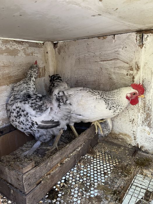 Продам молодых петушков