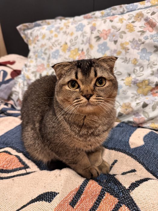 Котенок в хорошие руки