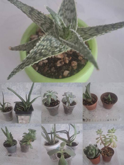 Продам суккуленты