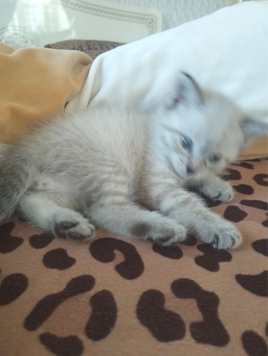 Отдам котят в добрые руки