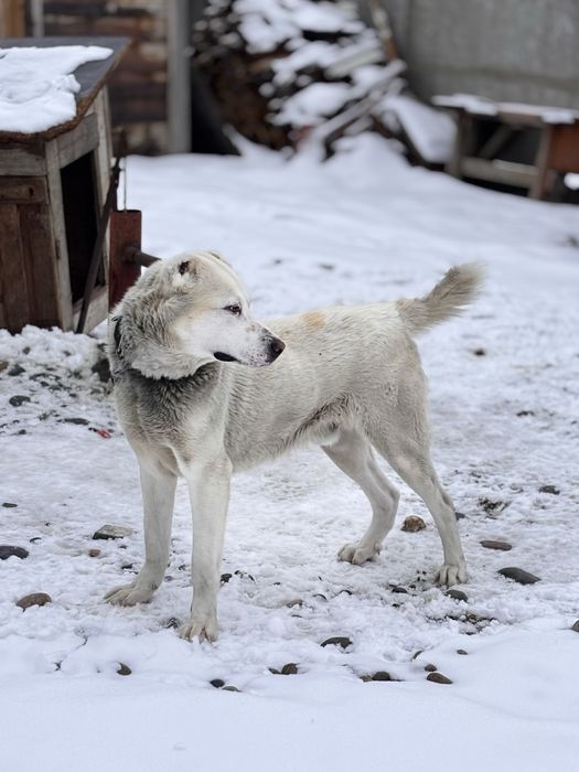 Продается алабай