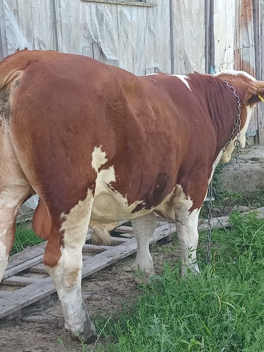 Taur de vanzare rasa baltata romaneasca