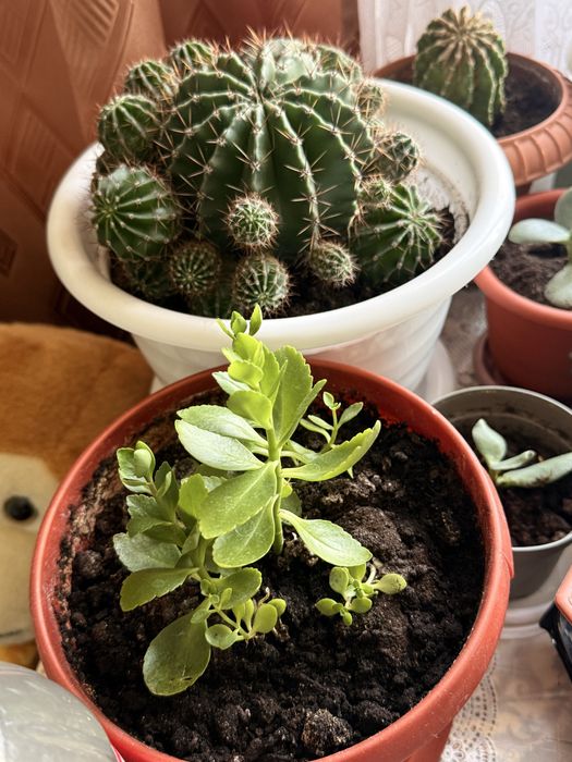 Продам комнатные цветы