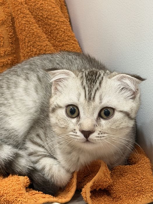котик трехмесяная