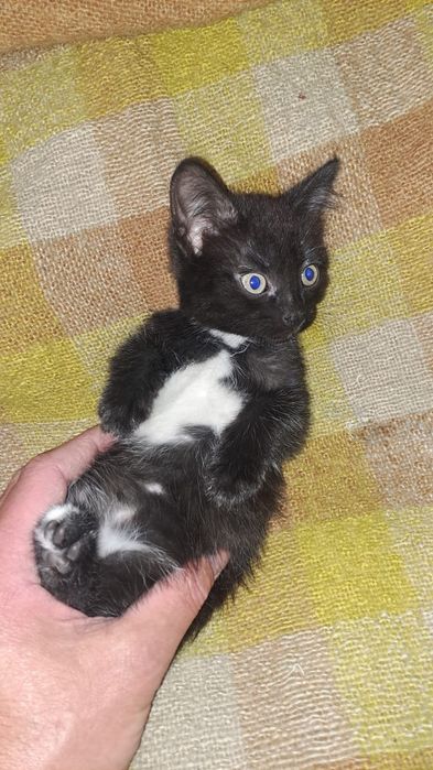 Котята, две девочки, от мамы мышеловки.