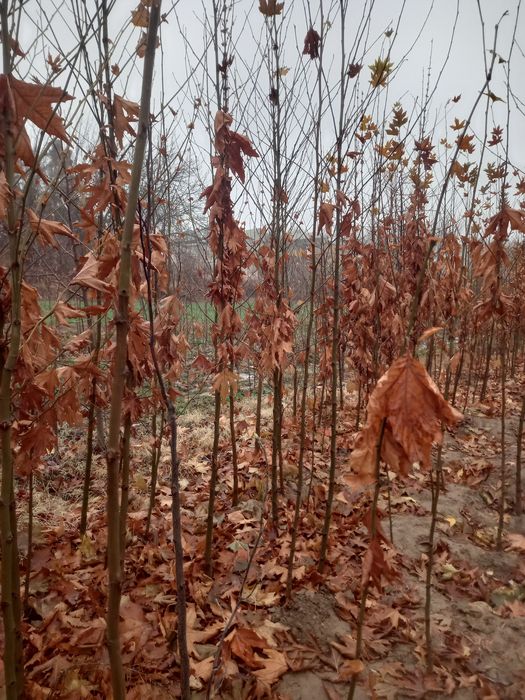 Чинор, лола дарахт, ҳар хил манзарали дарахтлар ва кўчатлар