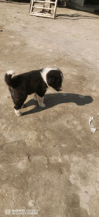 Kuchuk holati sotiladi