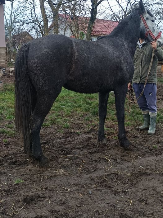 Vând mânză de 2 anii