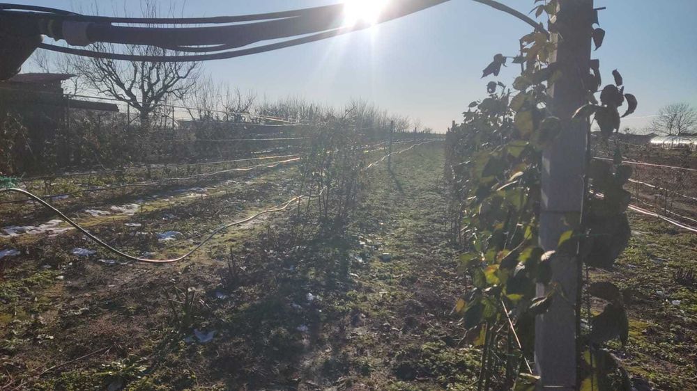 Folie de mulcire si furtun pentru irigatii prin picatura