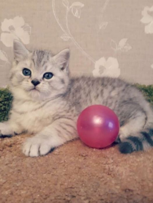 Продам породистых котят окрас серебристая Шиншилла