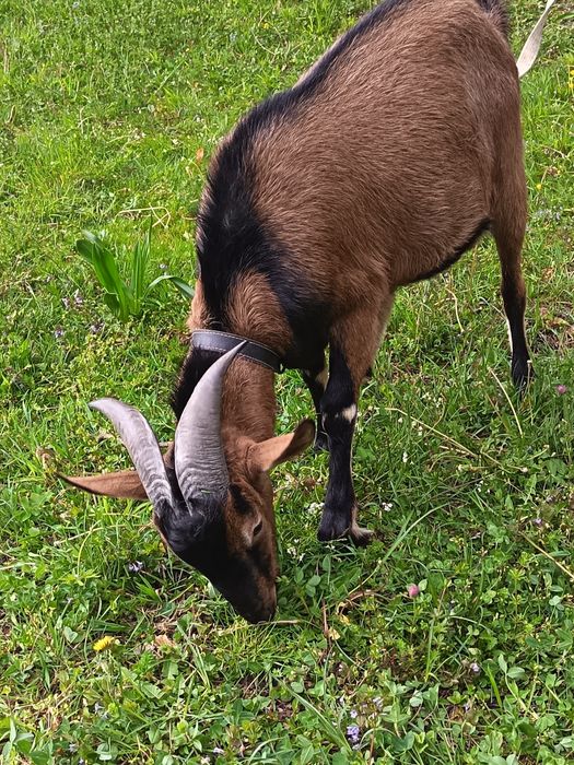 Țap de vânzare  de un an