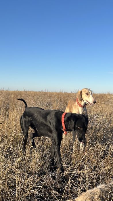 Тазы! Қара шашақ қаншық