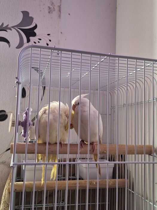 Pereche Papagali Nimfă