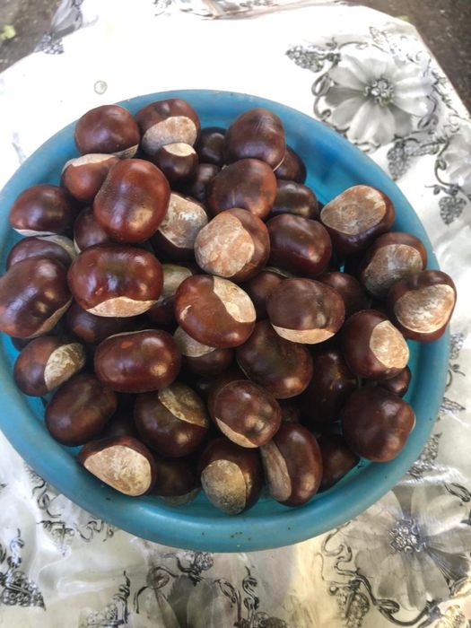 Плоды каштана, конского