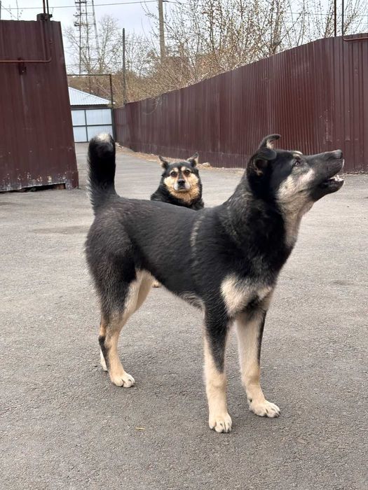 Стерилизованная молодая дама-охранница  ищет дом