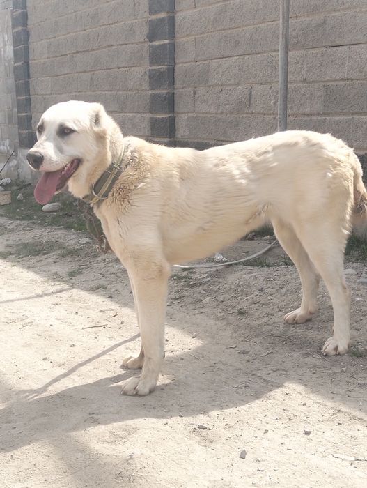 Осы ургашы сатылады