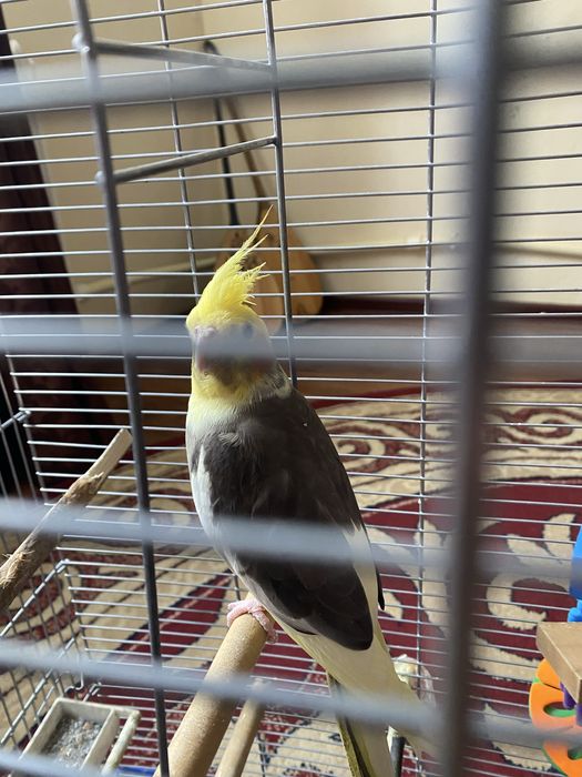 попугай,корелла клетка в подарок