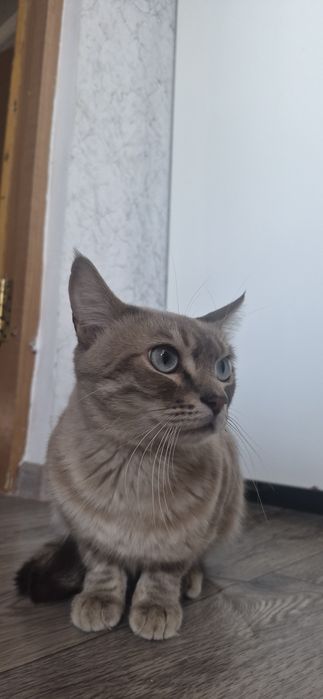 Отдам кота, тайская