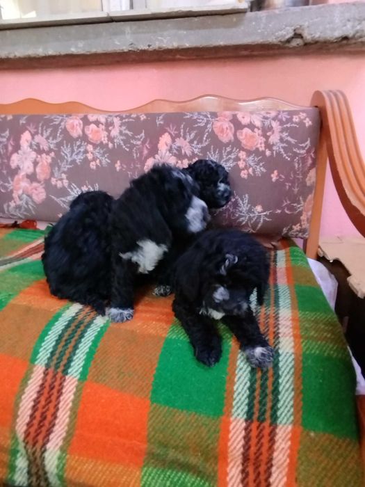 Домашни любимци