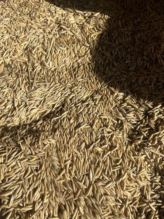 Vand ovaz de primavara