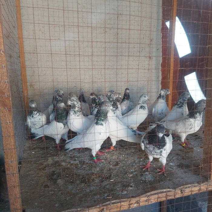 Пакистанцы лет с игрой  лет 4.5.6.7 час