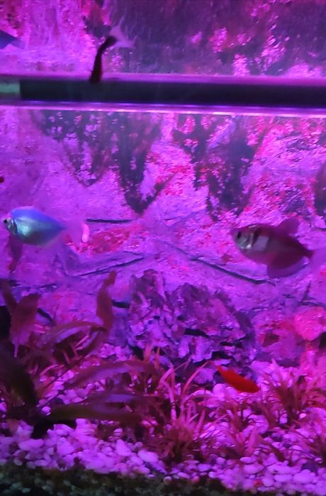 Аквариум на 40 литров