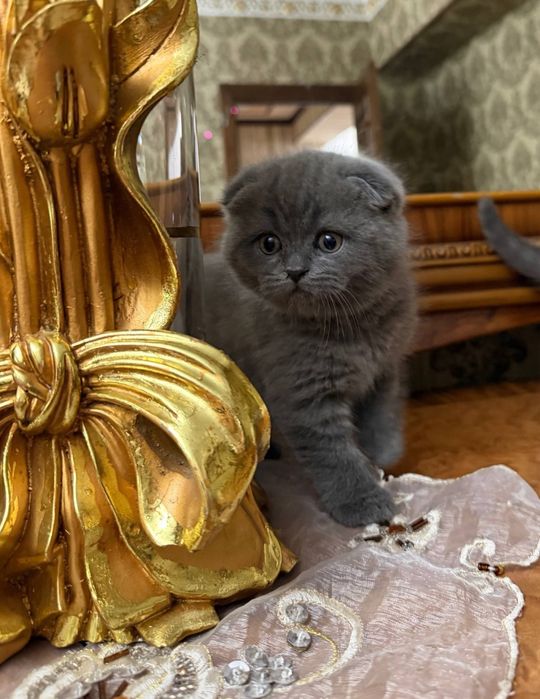 Tozza Shatlanski veslauxa