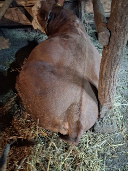 Taur baltata Romaneasca