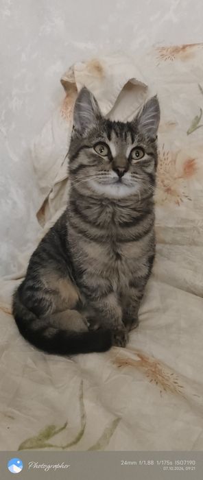 Мальчик котенок мальчик возраст 3мес