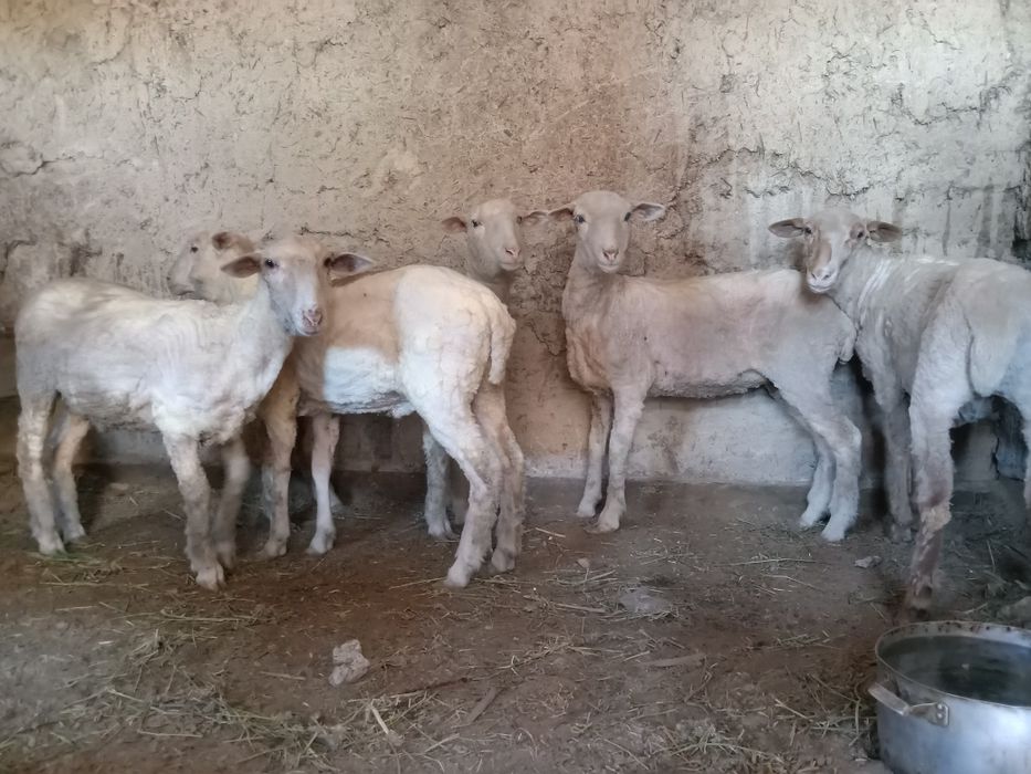 Сек тоқтылар Семіз