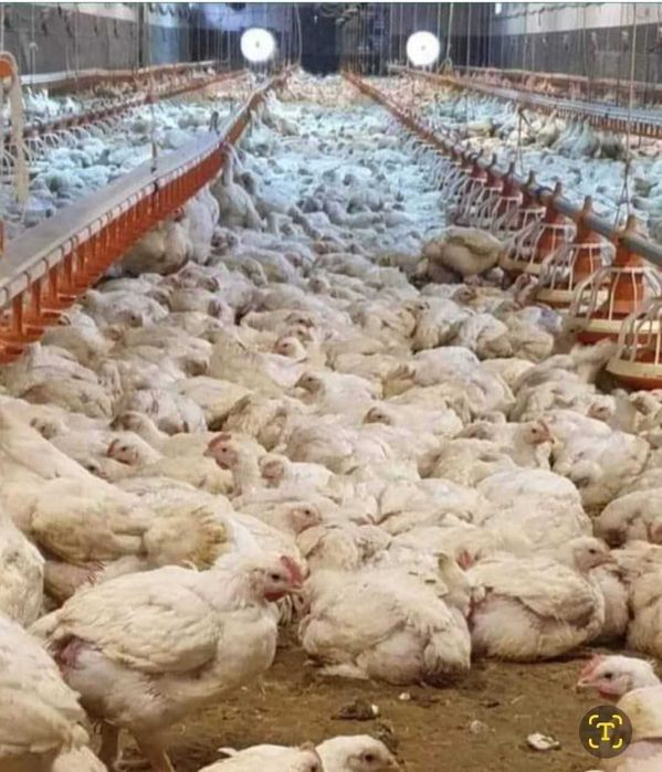 Găini outoare cu livrare gratuita la domiciliul clientului