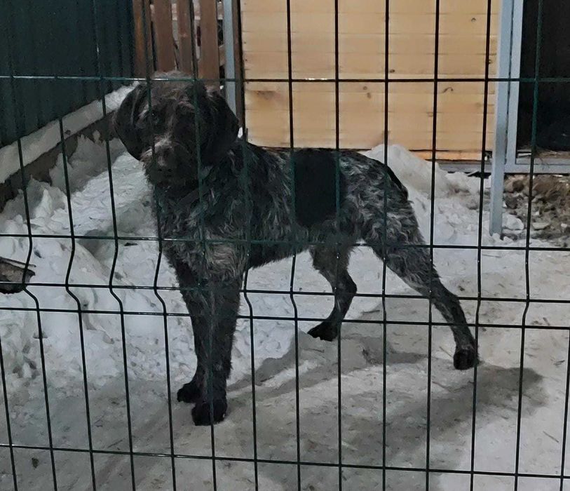 Сбежал пёс, дратхаар