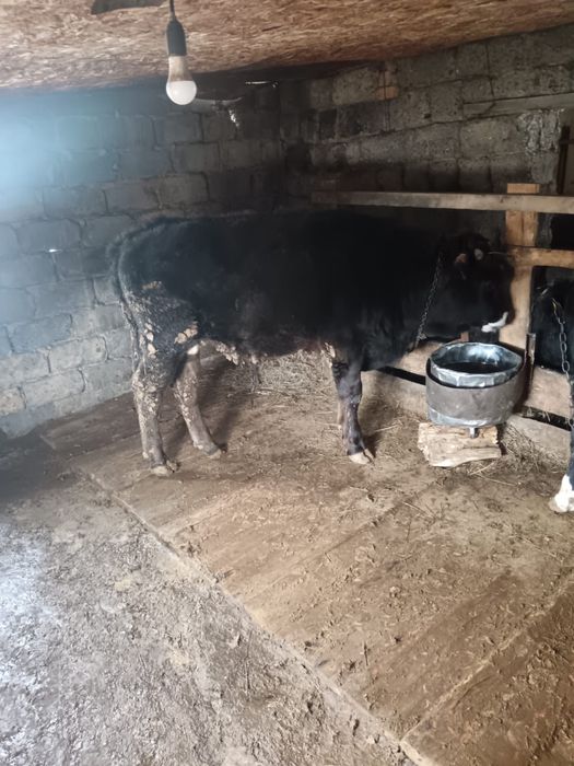 бука сатамын/продам быков