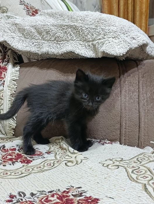 Отдам котят в добрые руки